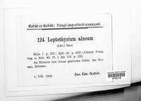 Leptothyrium alneum image